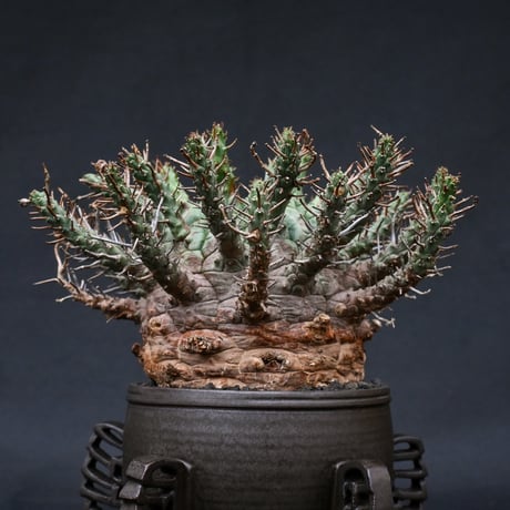 Euphorbia fusca / ユーフォルビア フスカ 【発根済】 + 金釉透彫五翼鉢 後藤瑞葉氏 作