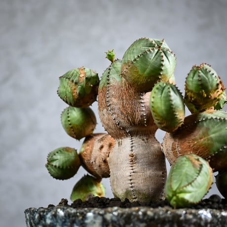 Euphorbia obesa hyb ( obesa x pseudoglobosa )/ ユーフォルビア オベサ ハイブリッド (オベサ x プセウドグロボーサ) 【実生】 + 信楽焼