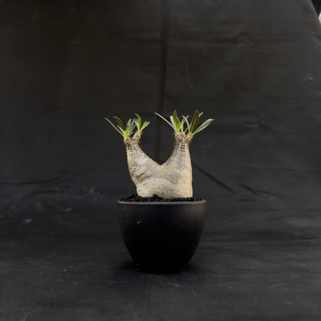 Pachypodium rosulatum var. gracilius / パキポディウム グラキリス 【微発根】