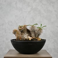 Pachypodium lamerei cristata / パキポディウム ラメリー クリスタータ 綴化 【自根】