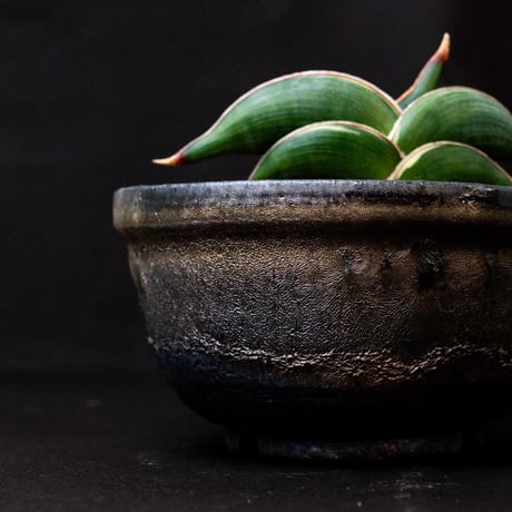 【PL】Sansevieria rorida / サンセベリア ロリダ 微斑入り + 信楽焼 (発根済) (サンスベリア)