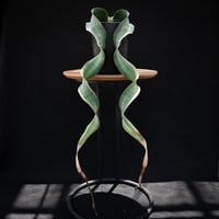 Welwitschia mirabilis / ウェルウィッチア ミラビリス 奇想天外【発根済】