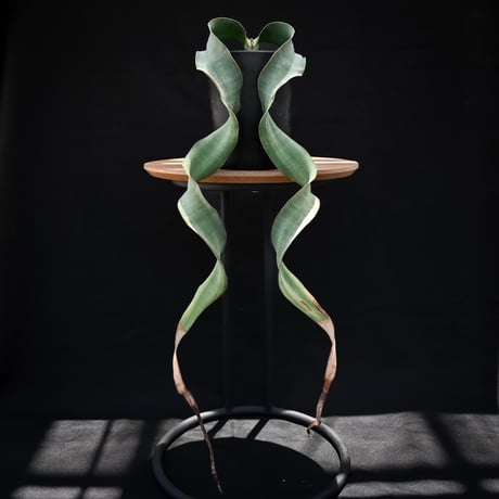 ウェルウィッチアミラビリス | STORES