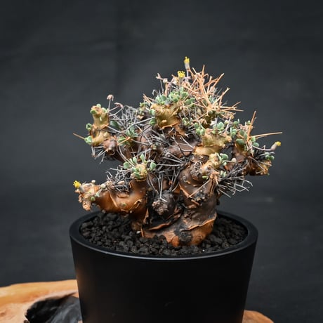 Othonna euphorbioides / オトンナ ユーフォルビオイデス (微発根)