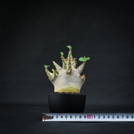 Adenium arabicum super dwarf / アデニウム アラビカム スーパードワーフ【微発根】