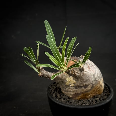 Pachypodium rosulatum var. gracilius / パキポディウム グラキリス 【微発根】