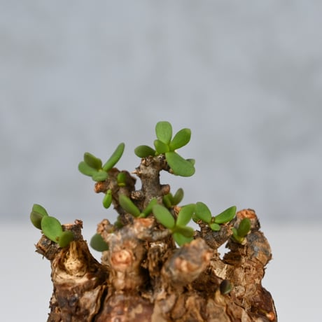 Ceraria pygmaea / ケラリア ピグマエア 【発根済】+ 信楽焼