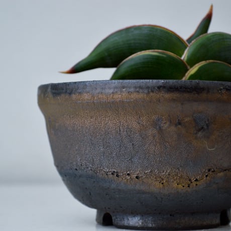 【PL】Sansevieria rorida / サンセベリア ロリダ 微斑入り + 信楽焼 (発根済) (サンスベリア)