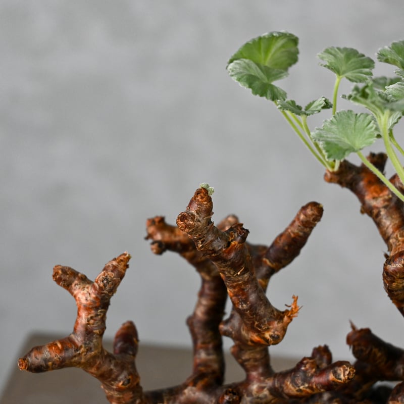 ペラルゴニウム ミラビレ 枝挿し Pelargonium mirabile / ペラルゴニウム ミラビレ 【枝挿】 +