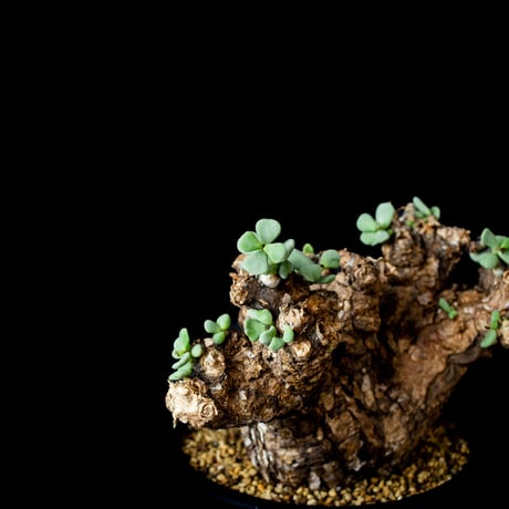Ceraria pygmaea / ケラリア ピグマエア (微発根) [雌雄未判別]
