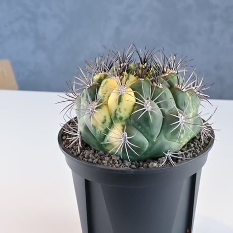 Gymnocalycium saglione variegated / ギムノカリキウム 新天地 錦 【実生】