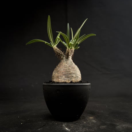 Pachypodium rosulatum var. gracilius / パキポディウム グラキリス 【微発根】