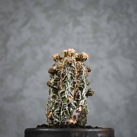 Astrophytum myriostigma f. monstrosa / アストロフィツム 子吹き鸞鳳玉 石化 (モンストローサ) (ランポー)【実生】 + 信楽焼