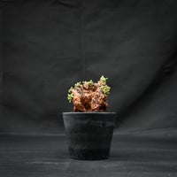 Ceraria pygmaea / ケラリア ピグマエア 【発根済】 [雌雄未判別]