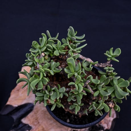 Ceraria pygmaea / ケラリア ピグマエア 【発根済】 [雌雄未判別]