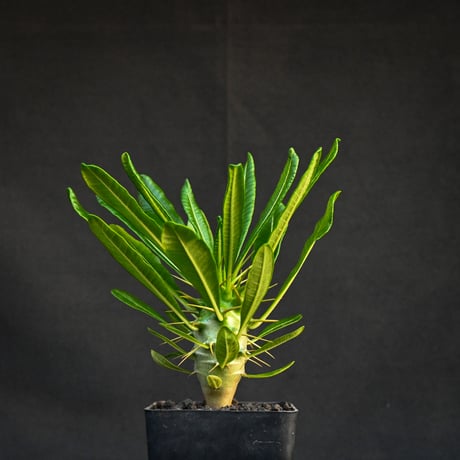 Pachypodium ambongense / パキポディウム アンボンゲンセ 【実生】