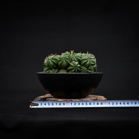 Euphorbia valida / ユーフォルビア バリダ 【発根済】【雌株】