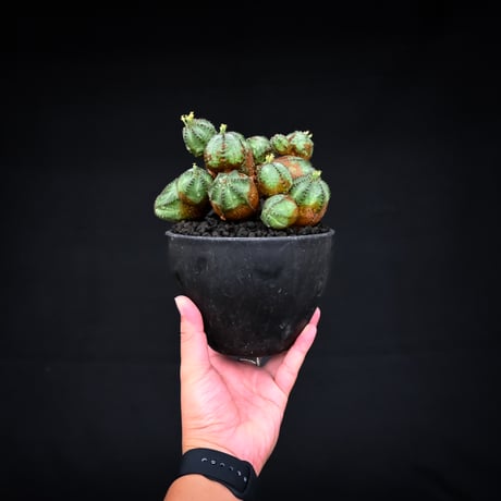 Euphorbia  'ObesaBlow' / ユーフォルビア オベサブロウ 【発根済】