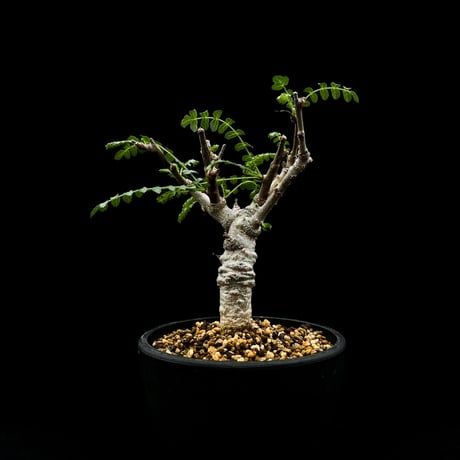 Boswellia neglecta / ボスウェリア ネグレクタ 【微発根】