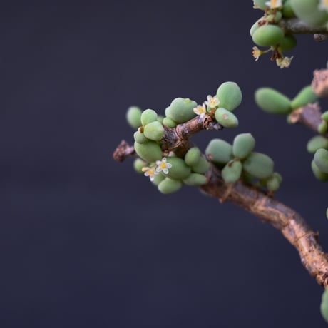 [雄株]  Ceraria pygmaea / ケラリア ピグマエア 【発根済】
