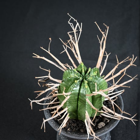 Euphorbia meloformis spp. Super Valida / ユーフォルビア スーパーバリダ 【雄株】【高木実生】 + 信楽焼