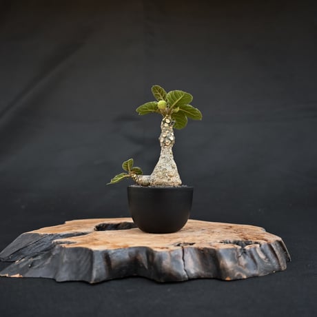 Dorstenia foetida / ドルステニア フォエチダ 【発根済】