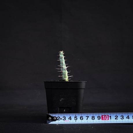 Euphorbia horwoodii / ユーフォルビア ホルウッディ 【挿木】