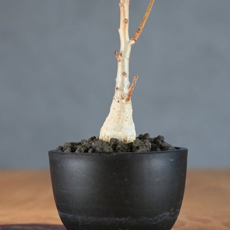 Boswellia nana / ボスウェリア ナナ 【発根済】