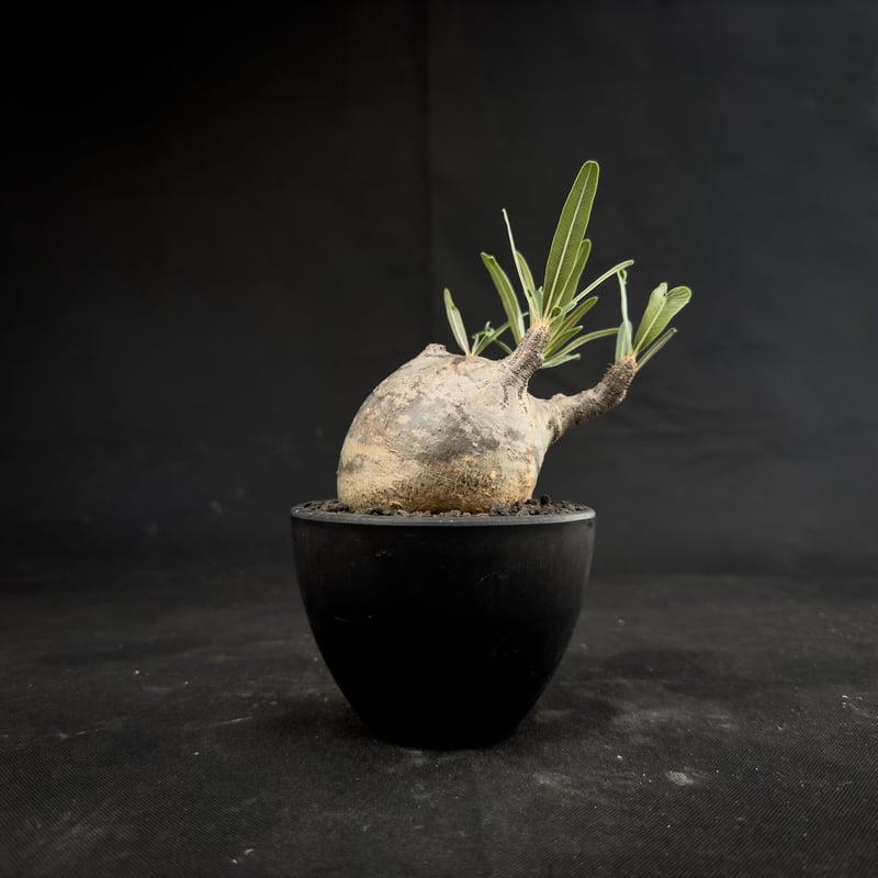 Pachypodium rosulatum var. gracilius / パキポディウム