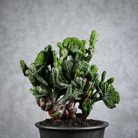 Euphorbia enopla f. monstruosa  / ユーフォルビア エノプラ 綴化 【実生】 + 信楽焼
