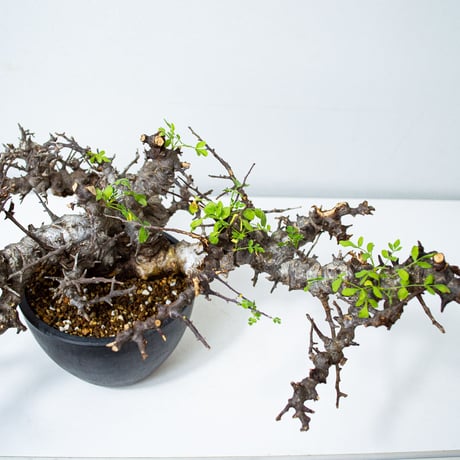 【特大】Commiphora sp. somalia eyl / コミフォラ エイル (微発根)