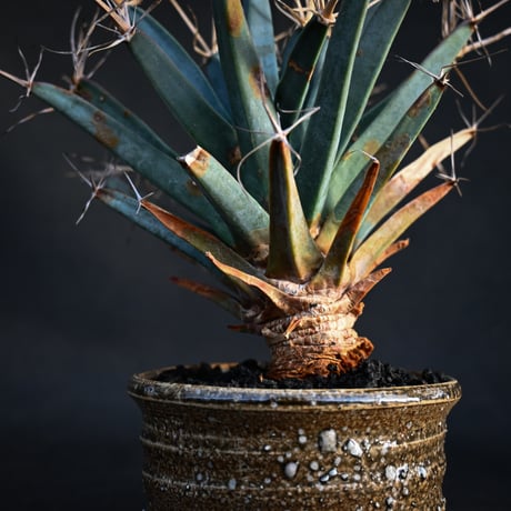 Leuchtenbergia principis / レウクテンベルギア プリンキピス 晃山 【発根済】