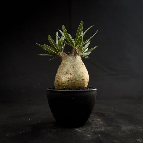 Pachypodium rosulatum var. gracilius / パキポディウム グラキリス 【微発根】