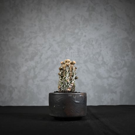 Astrophytum myriostigma f. monstrosa / アストロフィツム 子吹き鸞鳳玉 石化 (モンストローサ) (ランポー)【実生】 + 信楽焼