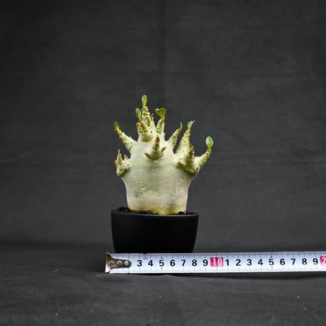 Adenium arabicum super dwarf / アデニウム アラビカム スーパードワーフ【微発根】