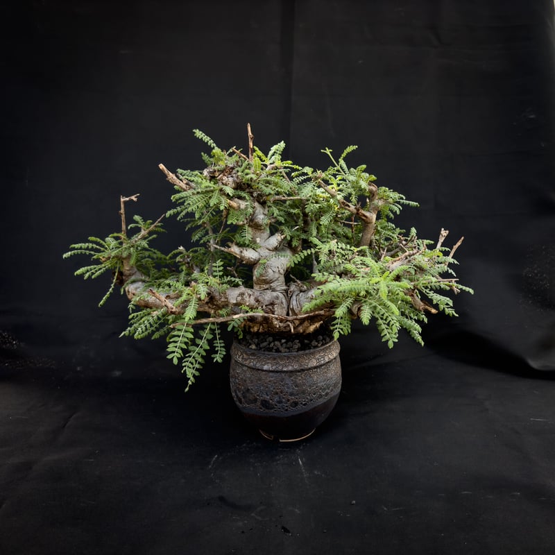 Premium Line】Boswellia neglecta / ボスウェリア ネグレクタ Premium Line】Boswellia neglecta / ボスウェリア ネグレクタ