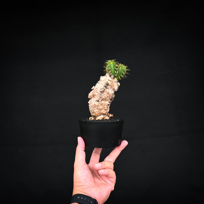 Euphorbia mlanjeana / ユーフォルビア ムランジーナ 【発根済
