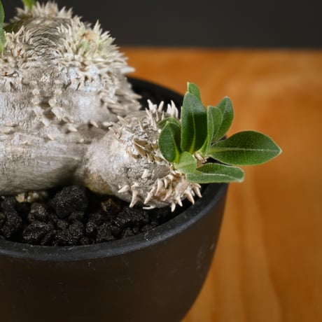 Pachypodium ' Densicaule ' / パキポディウム デンシカウレ 恵比寿大黒 (恵比須大黒)【実生】