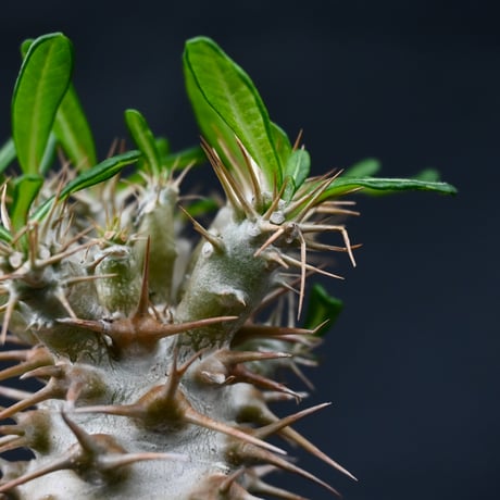 Pachypodium ambongense / パキポディウム アンボンゲンセ 【実生】 + 信楽焼
