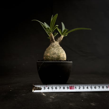 Pachypodium rosulatum var. gracilius / パキポディウム グラキリス 【微発根】