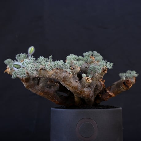 【Premium Line】 Monsonia multifida  (Sarcocaulon multifidum) / サルコカウロン ムルチフィズム 【微発根】+ 利休 -RIKYU-