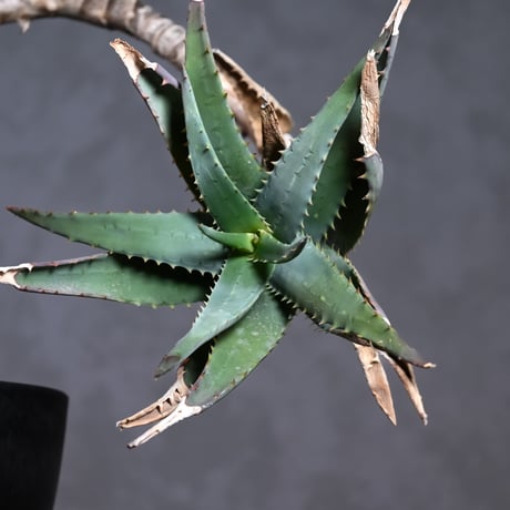 Aloe arborescens Mill. / アロエ アルボレセンス キダチアロエ (木立アロエ)【発根済】