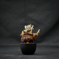 Ceraria pygmaea / ケラリア ピグマエア 【発根済】 [雌雄未判別]
