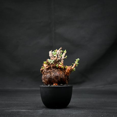 Ceraria pygmaea / ケラリア ピグマエア 【発根済】 [雌雄未判別]