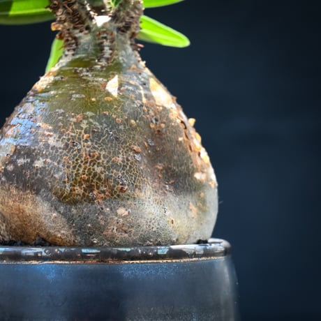 【Premium Line】 Pachypodium rosulatum var. gracilius / パキポディウム グラキリス 【発根済】 + Vintage 【後藤 瑞葉】