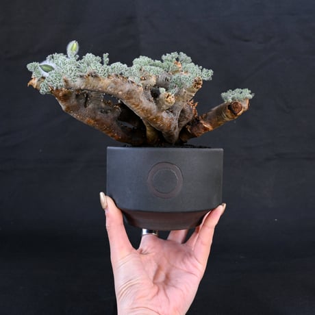 【Premium Line】 Monsonia multifida  (Sarcocaulon multifidum) / サルコカウロン ムルチフィズム 【微発根】+ 利休 -RIKYU-