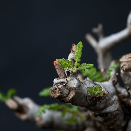 Boswellia neglecta / ボスウェリア ネグレクタ 【発根済】 +  信楽焼