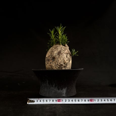 【Premium Line】Pachypodium bispinosum / パキポディウム  ビスピノーサム 【微発根】+ 黒鉄【KUROGANE】