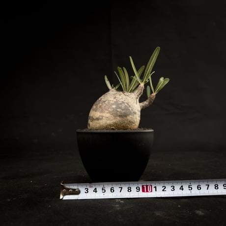 Pachypodium rosulatum var. gracilius / パキポディウム グラキリス 【微発根】