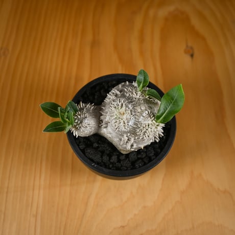 Pachypodium ' Densicaule ' / パキポディウム デンシカウレ 恵比寿大黒 (恵比須大黒)【実生】